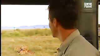 BBC Дневник большой кошки 2 сезон 2