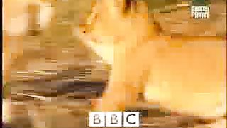 BBC Дневник большой кошки 2 сезон 3