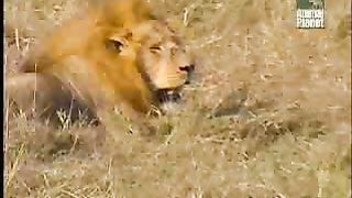 BBC Дневник большой кошки 2 сезон 3