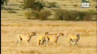 BBC Дневник большой кошки 2 сезон 4