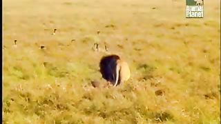 BBC Дневник большой кошки 2 сезон 4