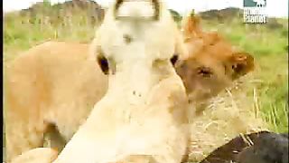 BBC Дневник большой кошки 2 сезон 4