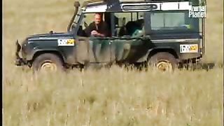 BBC Дневник большой кошки 2 сезон 4