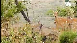 BBC Дневник большой кошки 2 сезон 4