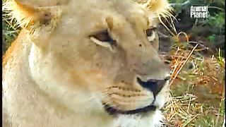 BBC Дневник большой кошки 2 сезон 5