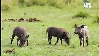 BBC Дневник большой кошки 2 сезон 5