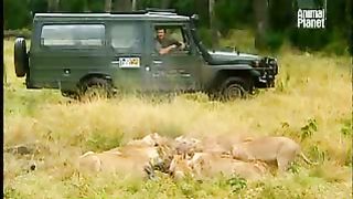 BBC Дневник большой кошки 2 сезон 5