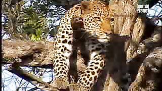 BBC Дневник большой кошки 2 сезон 5