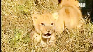 BBC Дневник большой кошки 2 сезон 5