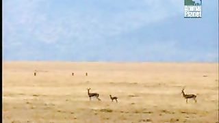 BBC Дневник большой кошки 2 сезон 6