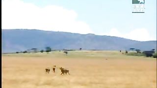 BBC Дневник большой кошки 2 сезон 6