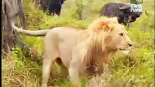 BBC Дневник большой кошки 2 сезон 6