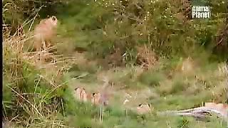 BBC Дневник большой кошки 2 сезон 6