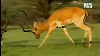 BBC Дневник большой кошки 2 сезон 6