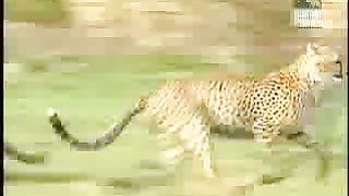 BBC Дневник большой кошки 2 сезон 7