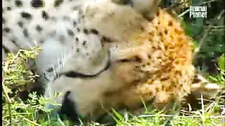 BBC Дневник большой кошки 2 сезон 7