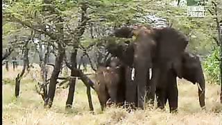 BBC Дневник большой кошки 2 сезон 7