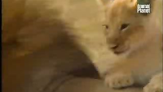 BBC Дневник большой кошки 2 сезон 7