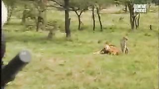 BBC Дневник большой кошки 2 сезон 8