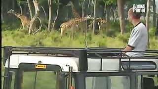 BBC Дневник большой кошки 2 сезон 8