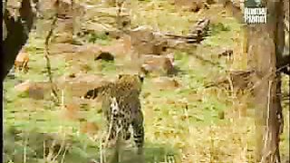 BBC Дневник большой кошки 2 сезон 9