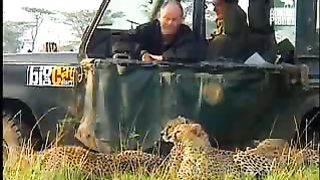 BBC Дневник большой кошки 2 сезон 9