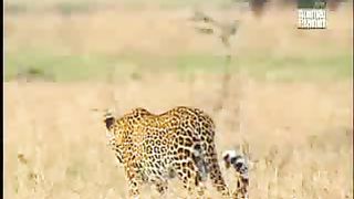 BBC Дневник большой кошки 2 сезон 9