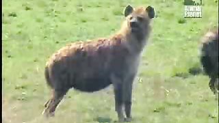 BBC Дневник большой кошки 2 сезон 9