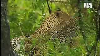 BBC Дневник большой кошки 2 сезон 9