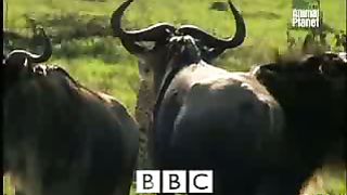 BBC Дневник большой кошки 2 сезон 10