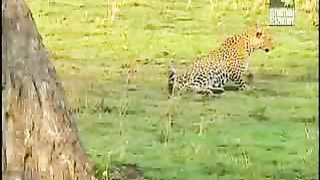 BBC Дневник большой кошки 2 сезон 10