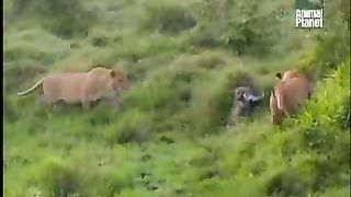 BBC Дневник большой кошки 2 сезон 10