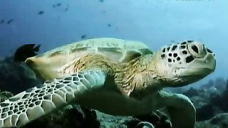 Клуб друзей - Зоопарк Черепахи и змеи