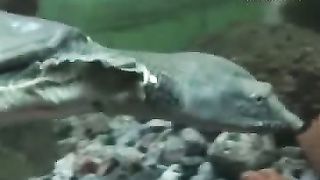 Клуб друзей - Зоопарк Черепахи и змеи