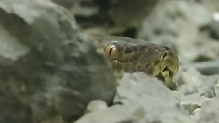 Клуб друзей - Зоопарк Черепахи и змеи