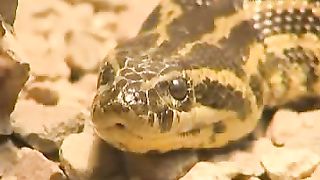 Клуб друзей - Зоопарк Черепахи и змеи