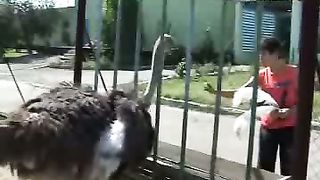 Клуб друзей - Страусиная ферма и такседермическая студия