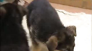 Клуб друзей – Собаки