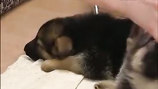 Клуб друзей – Собаки