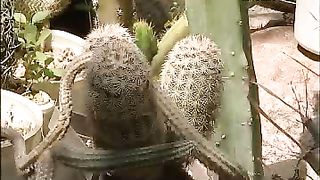 Клуб друзей – Парашюты и теплица 1