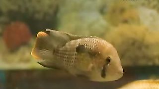 Клуб друзей – Зоопарк Рыбы Метро