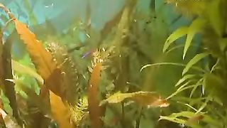 Клуб друзей – Зоопарк Рыбы Метро