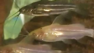 Клуб друзей – Зоопарк Рыбы Метро