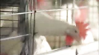 Клуб друзей – Поделка змея и куриная ферма