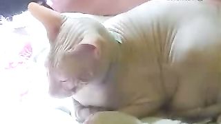 Клуб друзей – Кошки и рамка