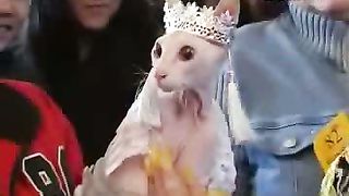 Клуб друзей – Поделка рамка и кошки