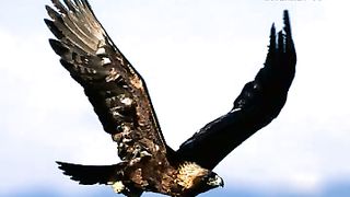 Клуб друзей – Приручения птицы