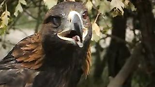 Клуб друзей – Приручения птицы