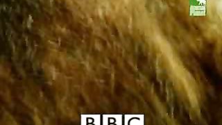 BBC Дневник большой кошки 4 сезон 1