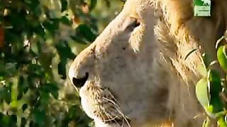 BBC Дневник большой кошки 4 сезон 1